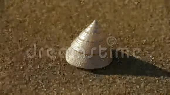 沙滩锥壳风沙视频的预览图