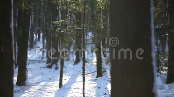 日落时的冬林视频的预览图