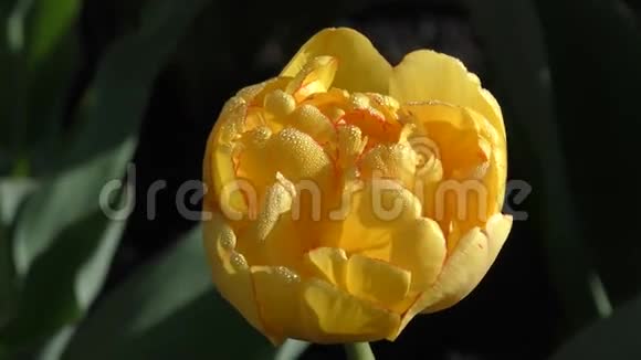 黄色郁金香和晨露视频的预览图