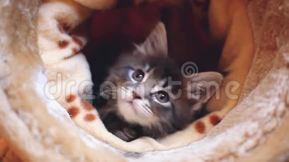 可爱可爱的蓝色塔比色缅因州考恩小猫1920x1080高清高清视频的预览图
