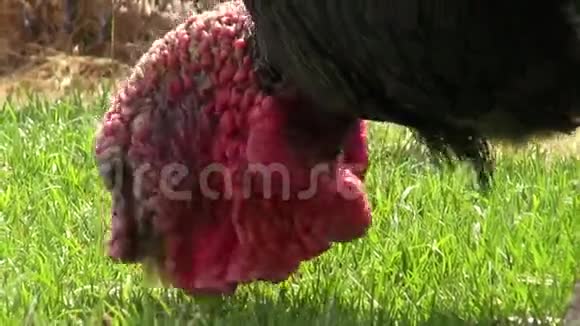 土耳其感恩节家禽鸟类动物视频的预览图