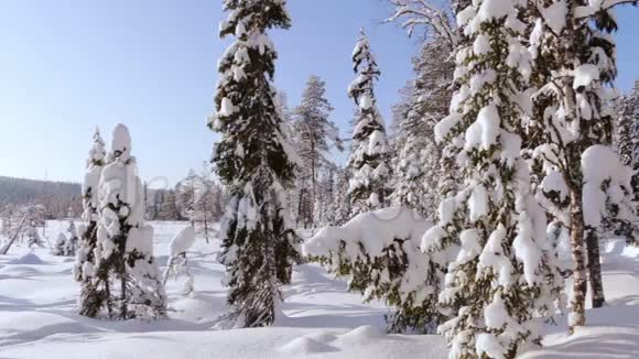 全景阳光明媚的冬季森林视频的预览图