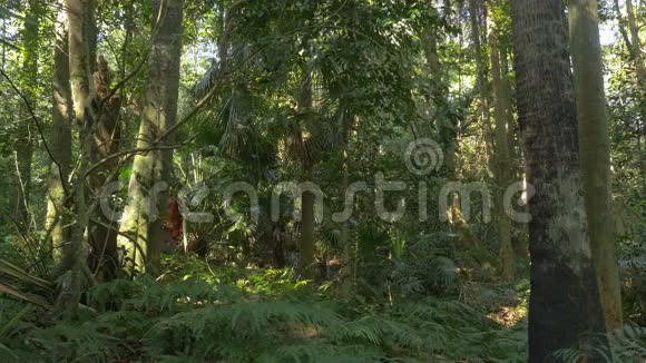 在雨林森林中进行户外徒步旅行视频的预览图