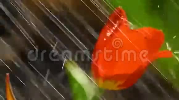 雨下的红色郁金香花视频的预览图