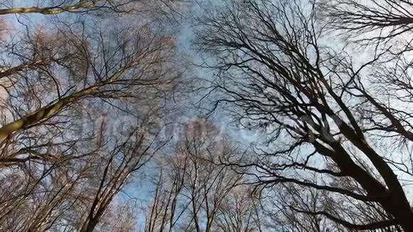 冬天有蓝天的森林视频的预览图