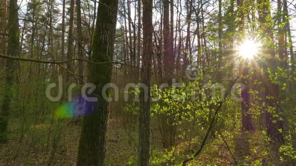 春天的森林全景视频的预览图
