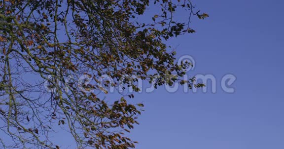 树枝与晴朗的蓝天形成对比视频的预览图