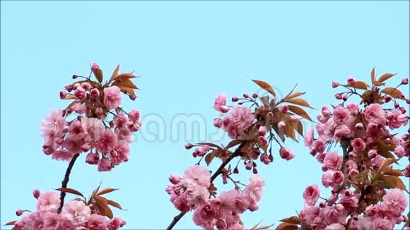 日本樱花在春天开花视频的预览图