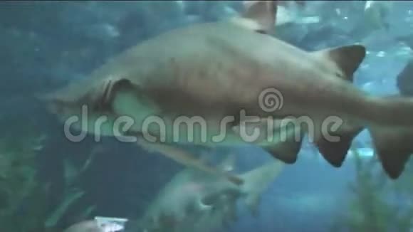 海洋馆饲养鱼类的潜水员视频的预览图