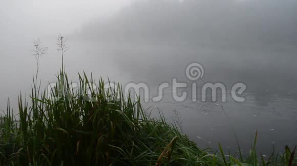 清晨雾蒙蒙的河流水流和海岸植物视频的预览图