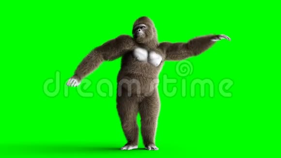有趣的棕色大猩猩跳舞超级逼真的皮毛和头发绿屏4K动画视频的预览图