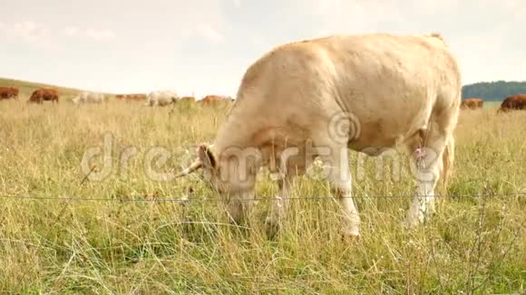 白牛在草地上放牧炎热的晴天在草甸上视频的预览图