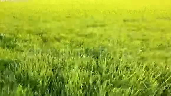 稻田从风中跳舞视频的预览图