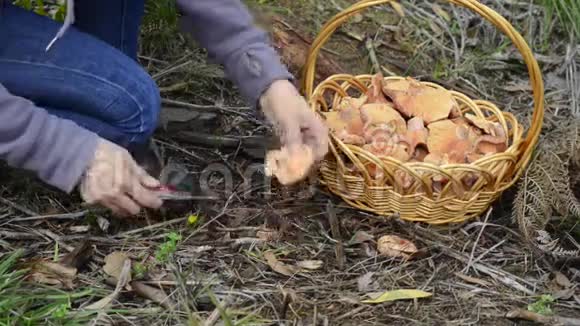 采藏红花奶帽蘑菇视频的预览图