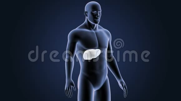 人体肝脏的位置视频的预览图
