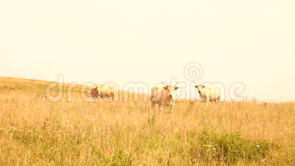 白牛在草地上放牧炎热的晴天在草甸上视频的预览图