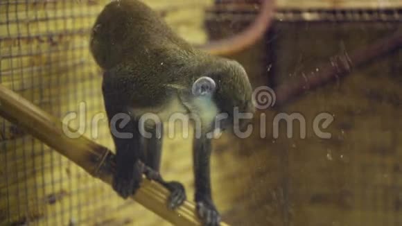 动物园里的猴子视频的预览图