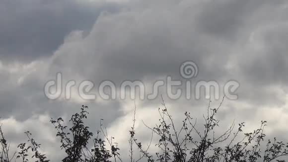 对积云的树的托普视频的预览图
