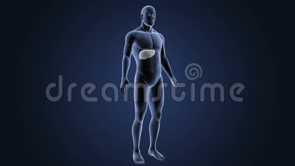 人体肝脏的位置视频的预览图