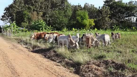 田间的牛视频的预览图
