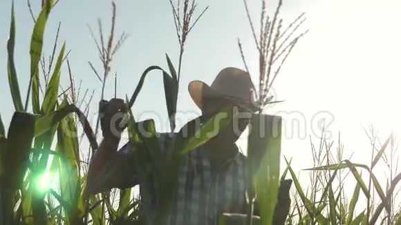 从事农业的商人一位在田间工作的农民农艺师检查成熟玉米芯商人视频的预览图