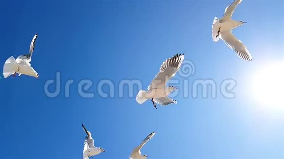 海鸥在天气好的时候顶着天空飞翔海鸥在天空的背景下缓慢运动更大的白色视频的预览图