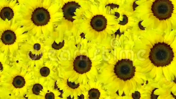 黄色的花背景视频的预览图