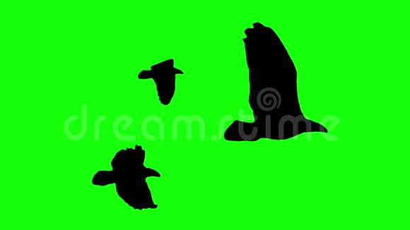 飞禽群剪影无缝环动画彩色关键绿色屏幕新品质自然动物视频视频的预览图