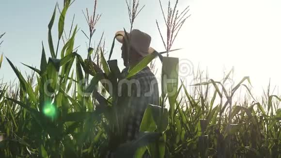 商人用平板电脑检查玉米芯一位在田间工作的农民农艺师检查成熟玉米芯这就是视频的预览图