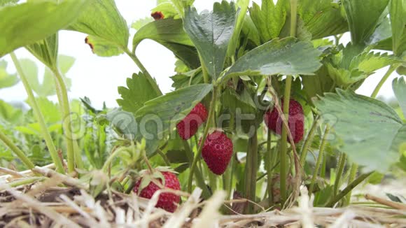 葡萄藤上挂着草莓天气晴朗视频的预览图