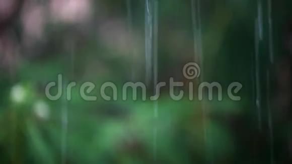弗朗西帕尼在雨中开花焦点转移视频的预览图
