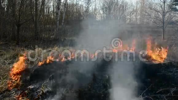 干燥的春草在森林附近燃烧视频的预览图