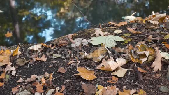 秋天湖畔树木的落叶和倒影视频的预览图