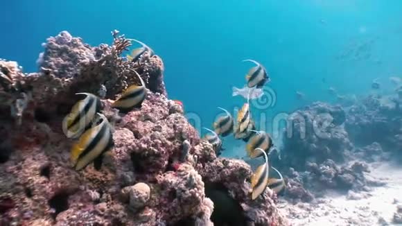 蝴蝶鱼漂浮在红海的珊瑚礁上视频的预览图