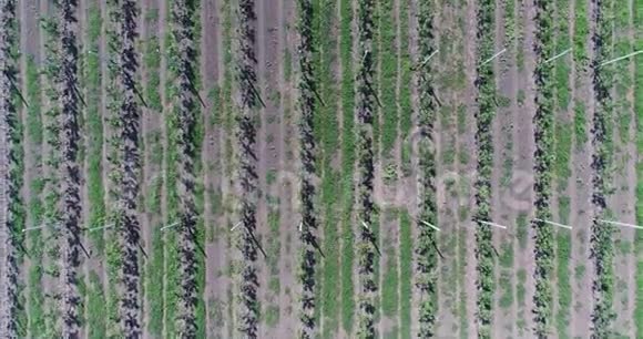 从空中俯瞰树木的幼苗飞过树木的幼苗一个花园中心一个年轻的苹果花园视频的预览图