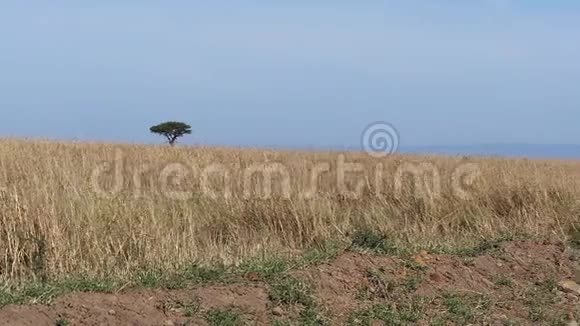 萨凡纳景观塔沃公园肯尼亚视频的预览图