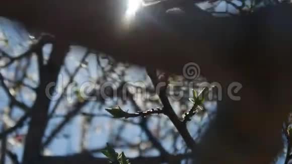 杏枝花春视频阳光眩光自然景观视频的预览图