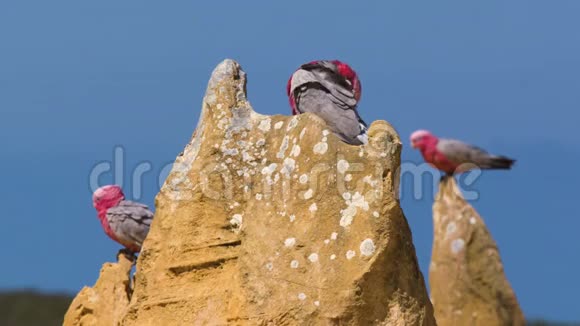 坐在石灰石上的美丽的加拉赫鸟视频的预览图