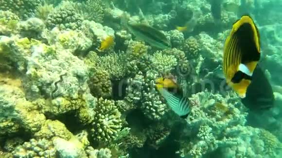 红海的鱼五颜六色的鱼游过珊瑚视频的预览图