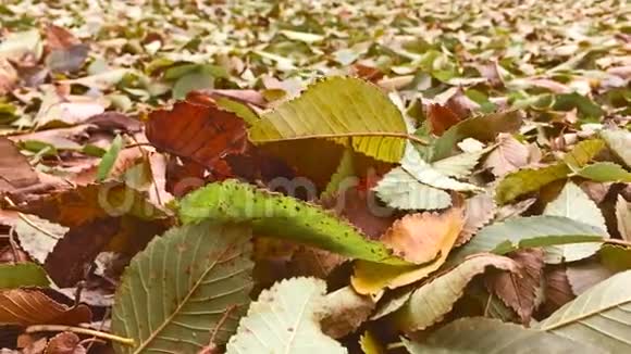 秋天的黄叶在地上背景在地上大自然视频的预览图