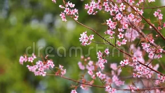凤萝山粉樱花枝视频的预览图