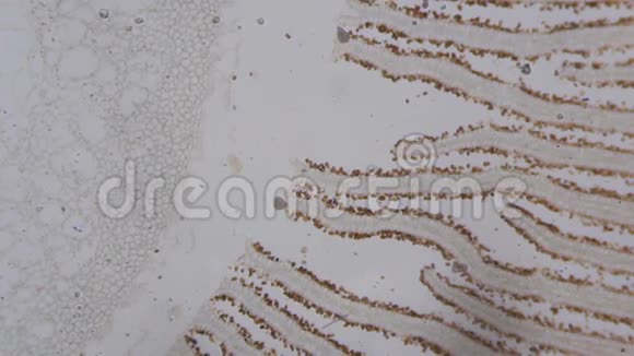 显微镜下的蘑菇切片视频的预览图
