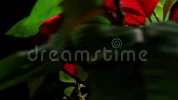 圣诞植物一品红视频的预览图