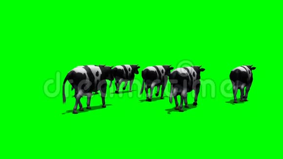 一群小母牛从镜头前跑开视频的预览图