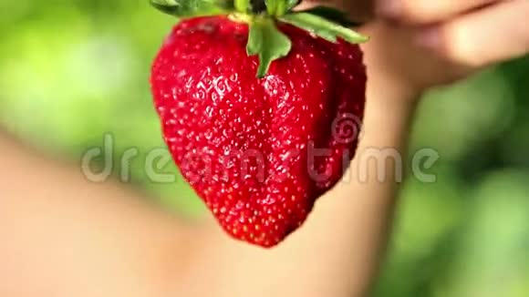 大的新鲜的多汁的草莓在人类手中手拿着草莓草莓特写视频的预览图