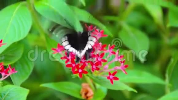 一只黑色和白色的海伦蝴蝶在红色的伊索拉上视频的预览图