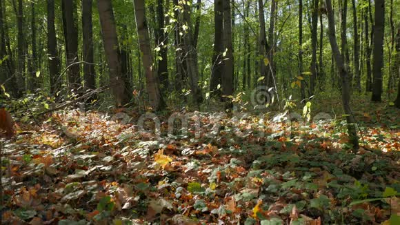 光和阴影在树叶上的作用落叶林中的秋天视频的预览图