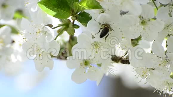 蜜蜂采集花蜜视频的预览图