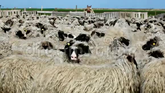 羊圈视频的预览图
