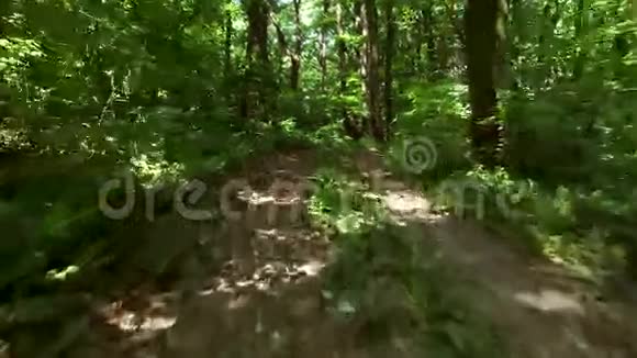 在森林里慢跑女子训练跑步慢跑健身跑步者4k视频视频的预览图